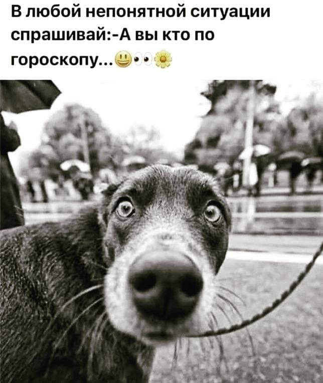 В любой непонятной ситуации спрашивай А вы кто по гороскопу