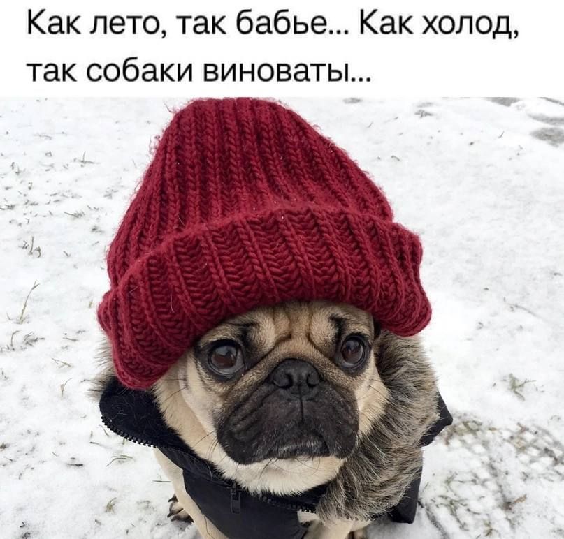 Как лето так бабье Как холод так собаки виноваты