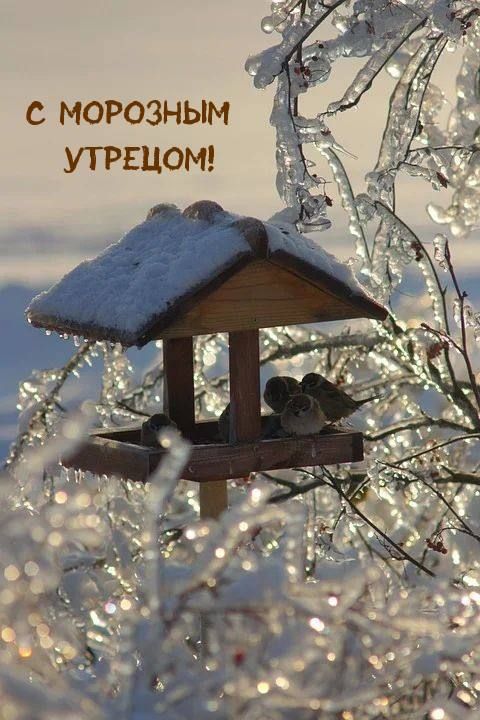 с морозным