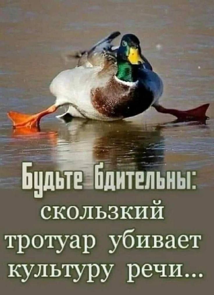 __ _ БультЕзБдительны скользкий тротуар убивает культуру речи