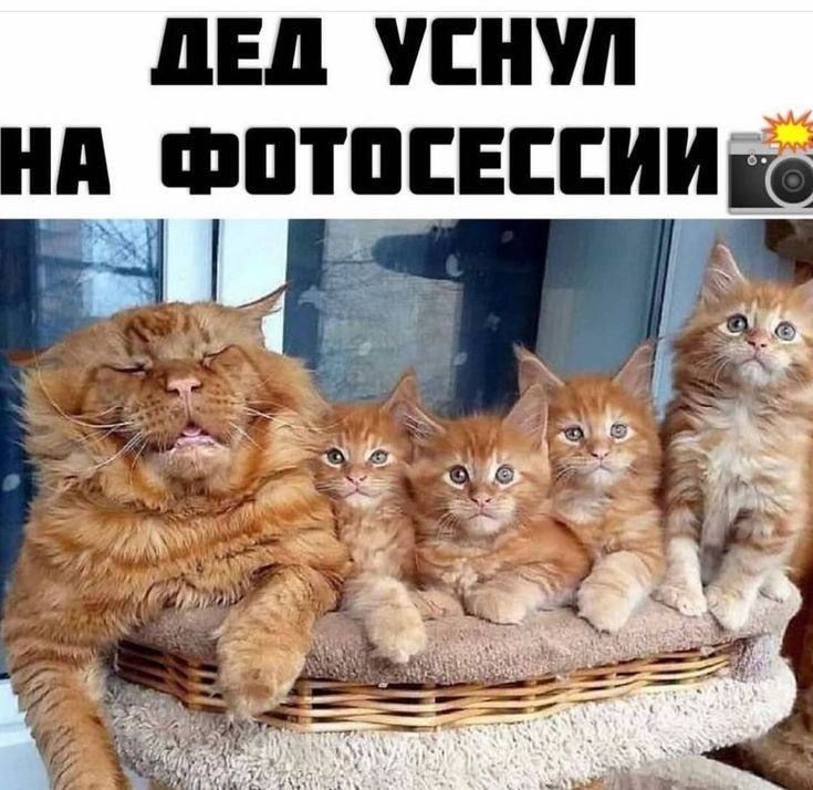 ЛЕД ПП Ш ФПШЕЕЕЕИИШ