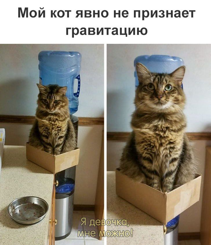 Мой кот явно не признает гравитацию