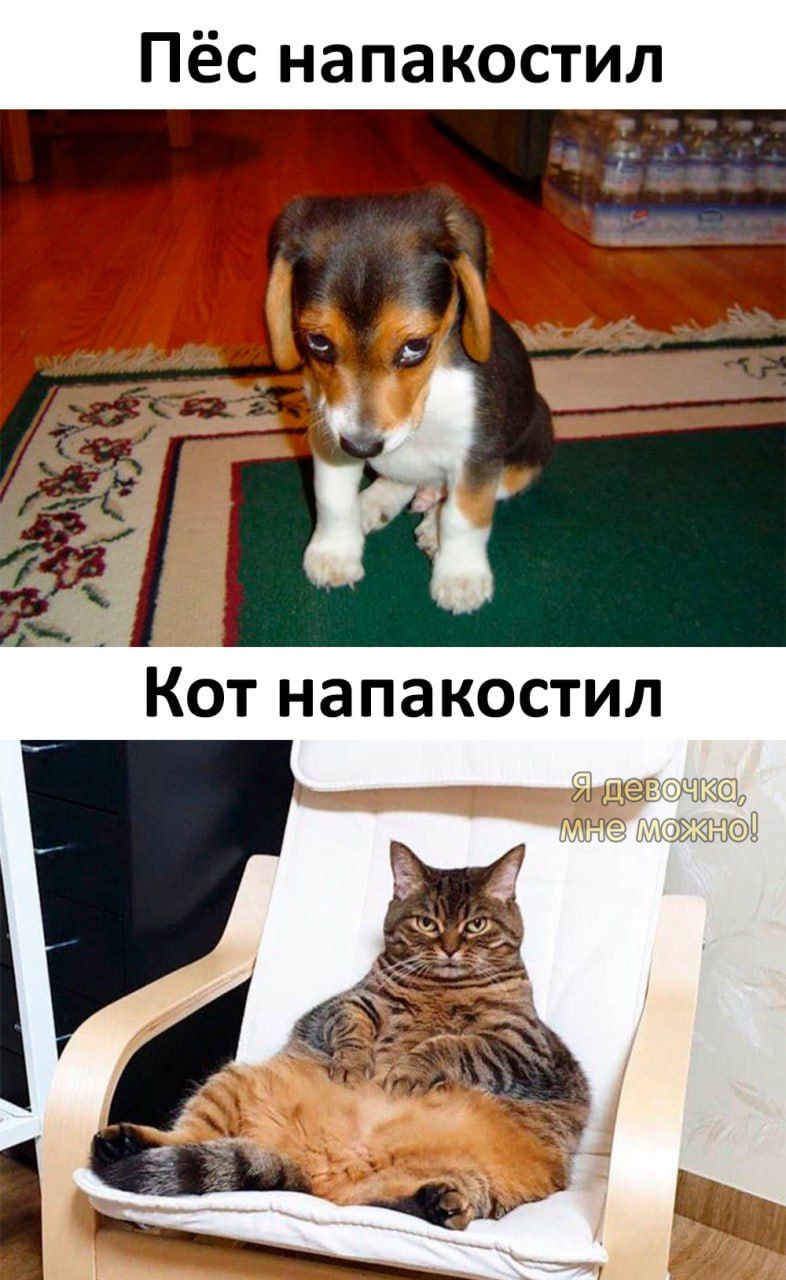 Пёс напакостил