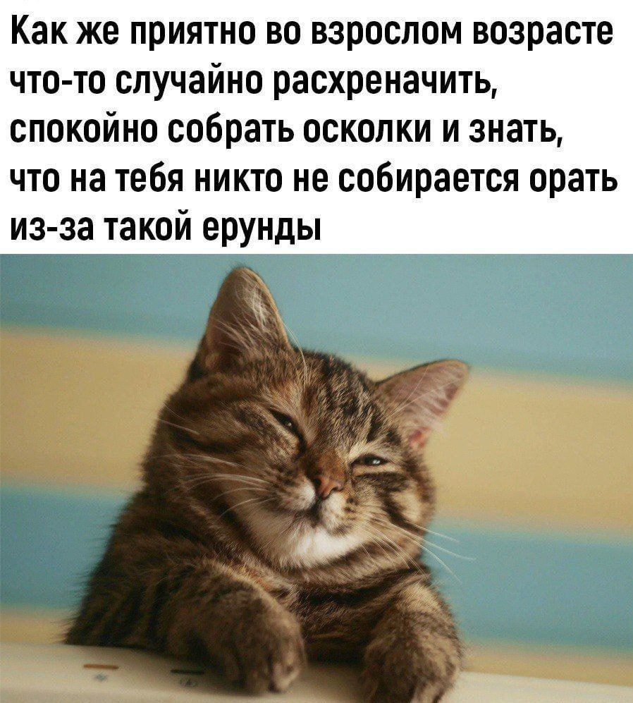 Как же приятно во взрослом возрасте что то случайно расхреначить спокойно собрать осколки и знать что на тебя никто не собирается орать из за такой ерунды