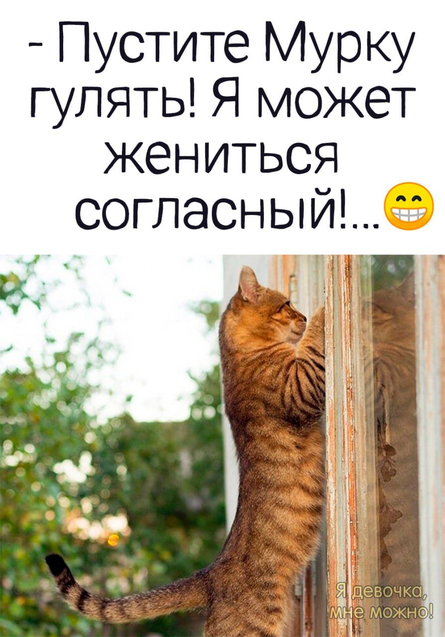 Пустите Мурку гулять Я может жениться согласный _