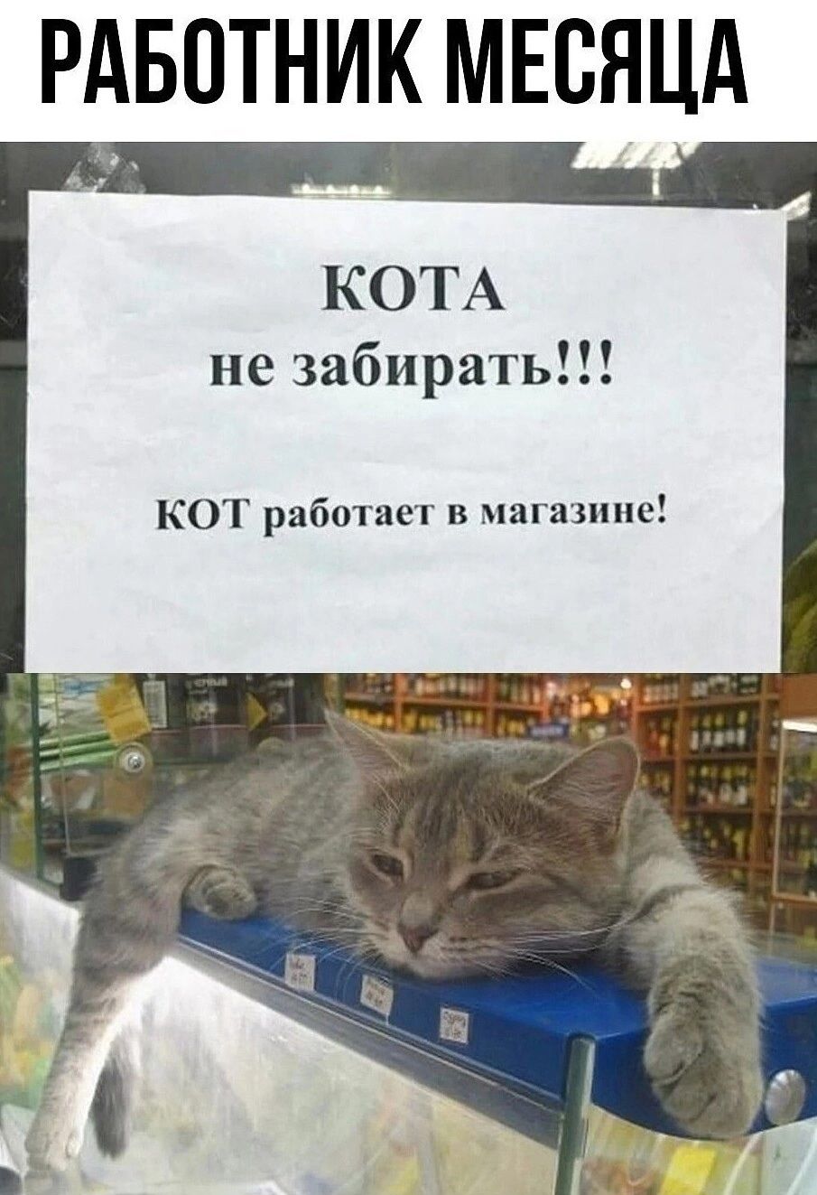 РАБОТНИК МЕСЯЦА КОТА не забирать КОТ работает в магазине