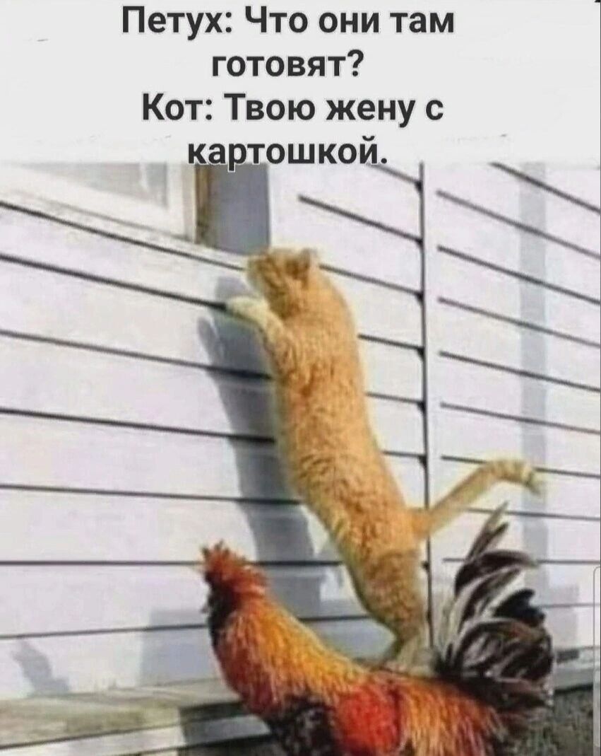 Петух Что они там 1 готовят Кот Твою жену с