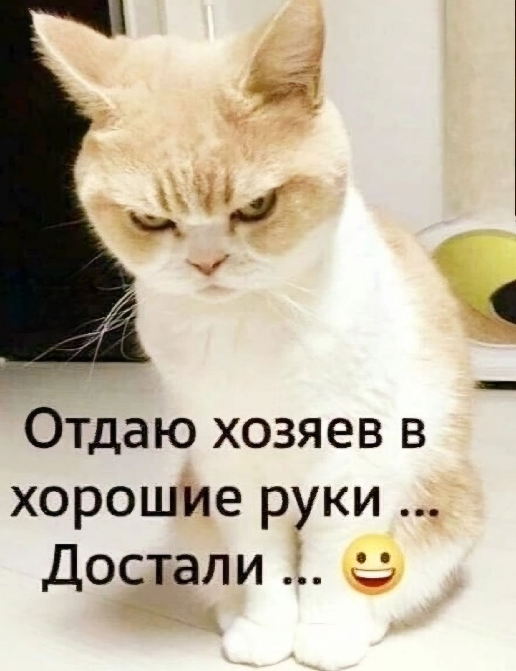 _ Отдаю хозяев в _ хорошие лируки Доса