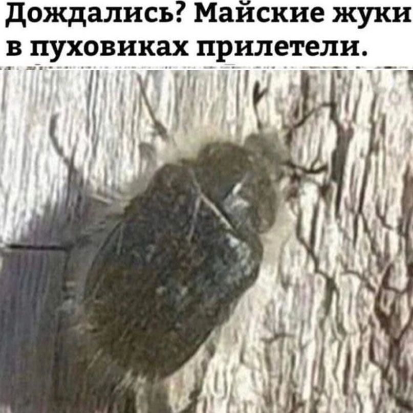 дождались Майские жуки