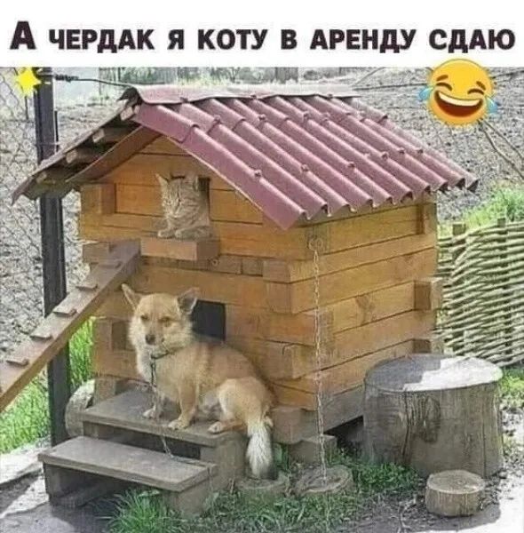 А ЧЕРМК я КОТУ В АРЕНДУ СДАЮ тщш ддмеГ