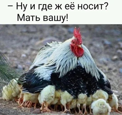 Ну и где ж её носит Мать вашу