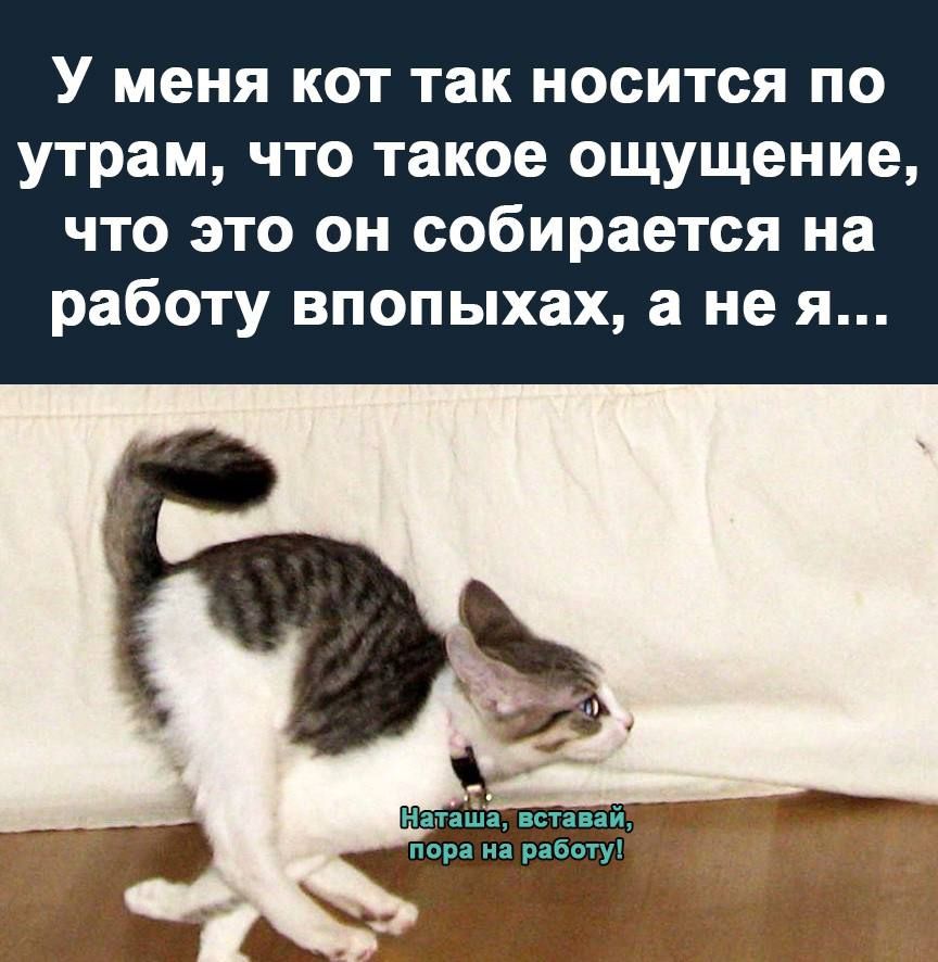 У меня кот так носится по утрам что такое ощущение что это он собирается на работу впопыхах а не я