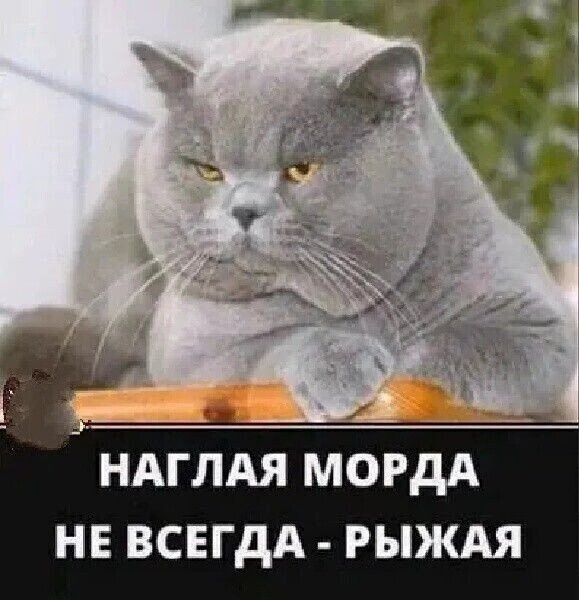 ндглдя МОРдА нв ВСЕГДА гыждя