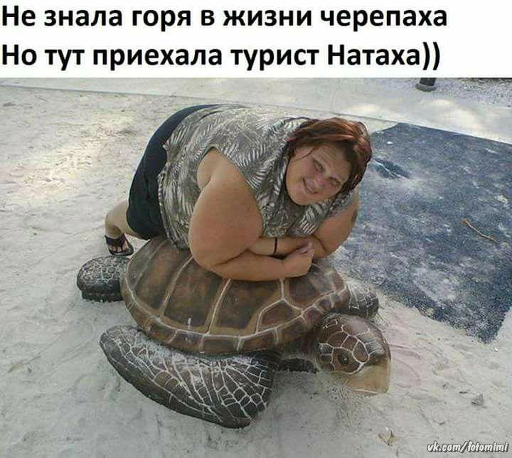 Не знала горя в жизни черепаха Но тут приехала турист Натаха