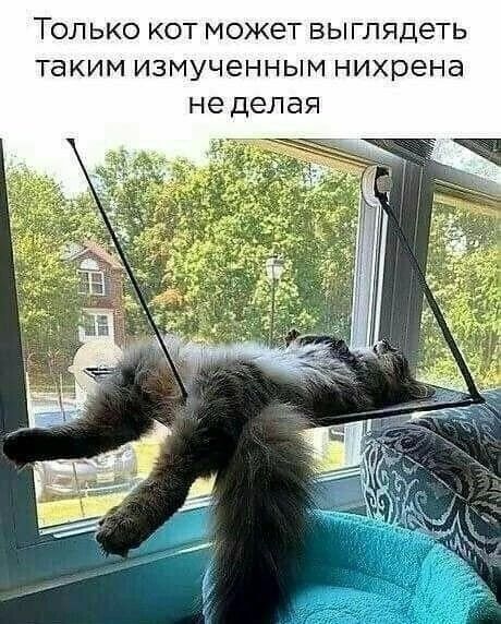 ТОЛЬКО КОТ может выглядеть ТаКИМ ИЗМУЧЕННЫМ нихрена не делая