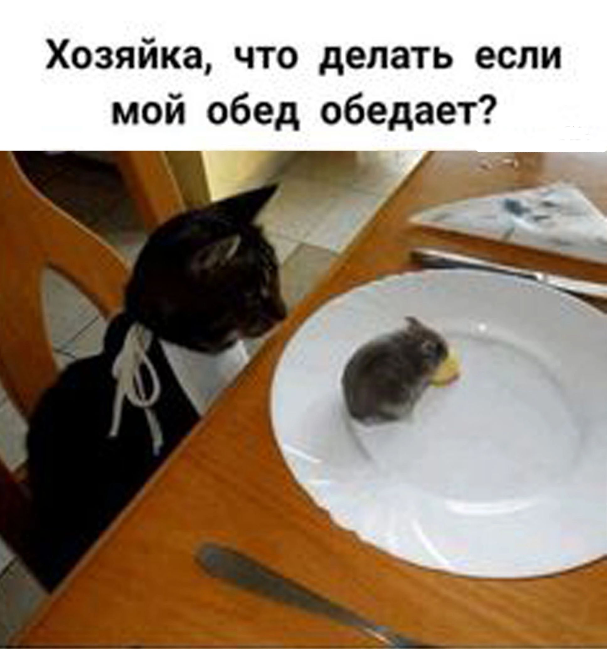 Хозяйка что делать если мой обед обедает