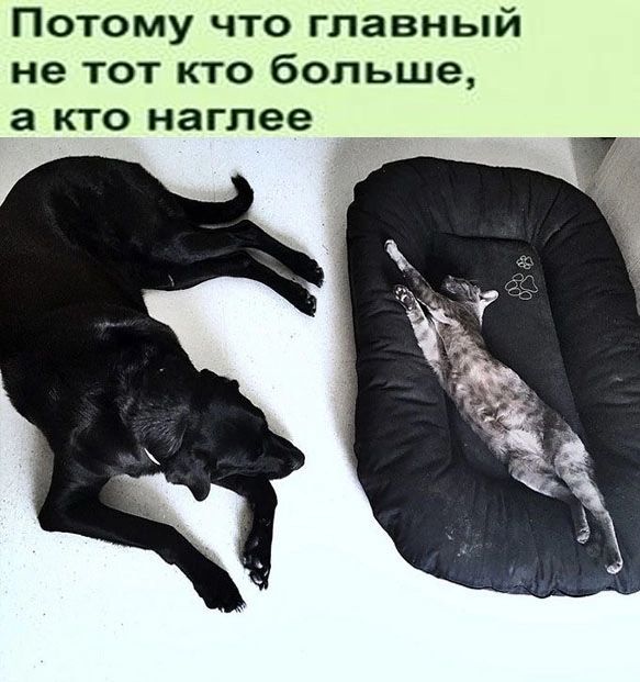Потому что главный не тот кто больше а КТО наглее