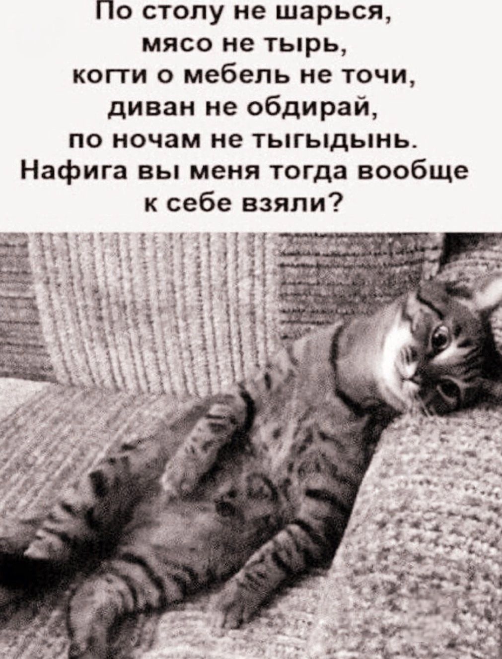 По стопу не шарься МЯСО не тырь копи о мебель не точи диван не обдирай по ночам не тыгыдынь Нафига вы меня тогда вообще к себе взяли