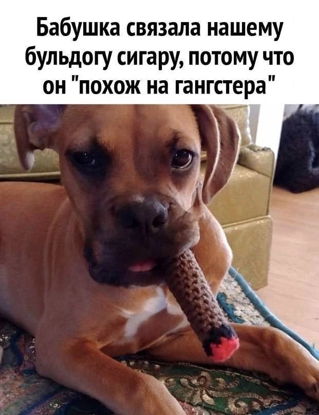 Бабушка связала нашему бульдогу сигару потому что он похож на гангпера