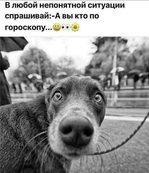 В любой непонятной ситуации спрашивай вы кто по гороскопу