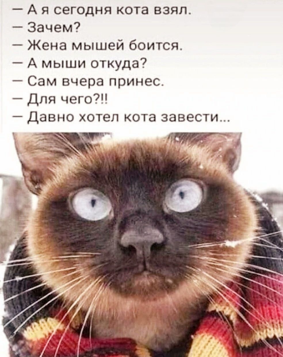А я сегодня кота взял Зачем Жена мышей боится А мыши откуда Сам вчера принес Для чего Давно хотел кота завести