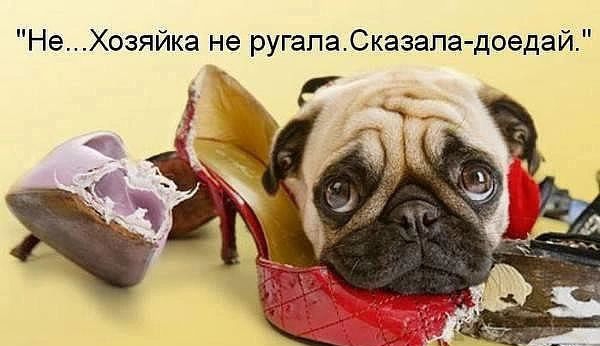 НеХозяйка не ругапаСказапа доедай г