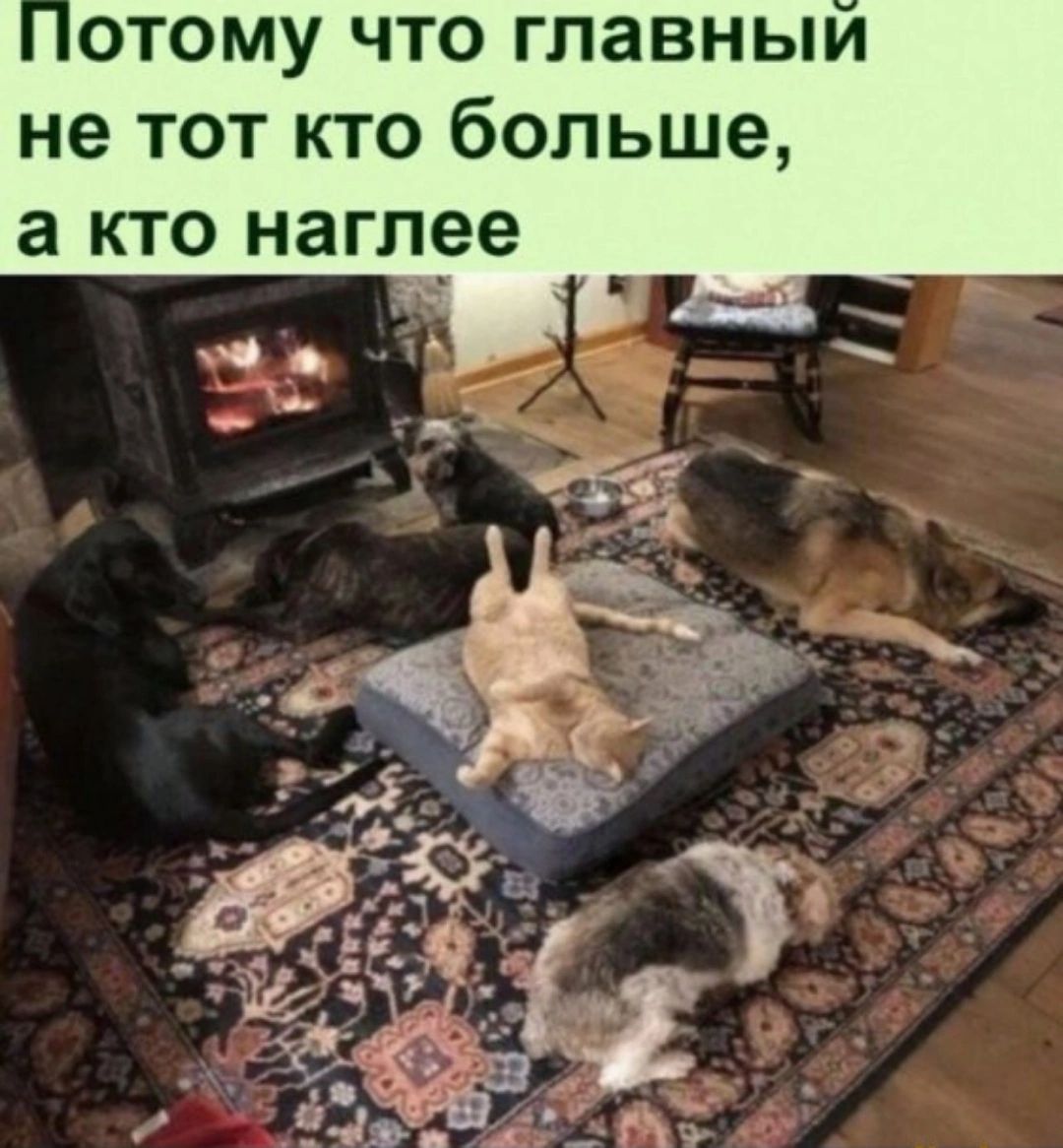 ОТОМУ ЧТО ГЛЗВНЫИ не ТОТ КТО больше а КТО наглее