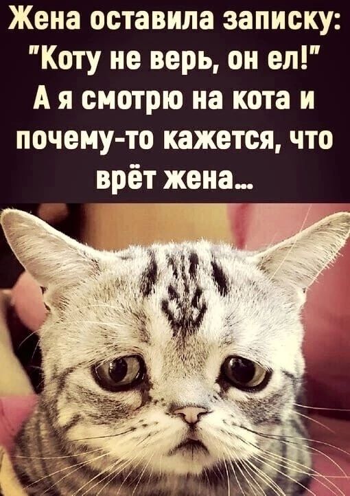 Жена оставила записку Коту не верь он ел А я смотрю на кота и почему то кажетсячто врёт жена