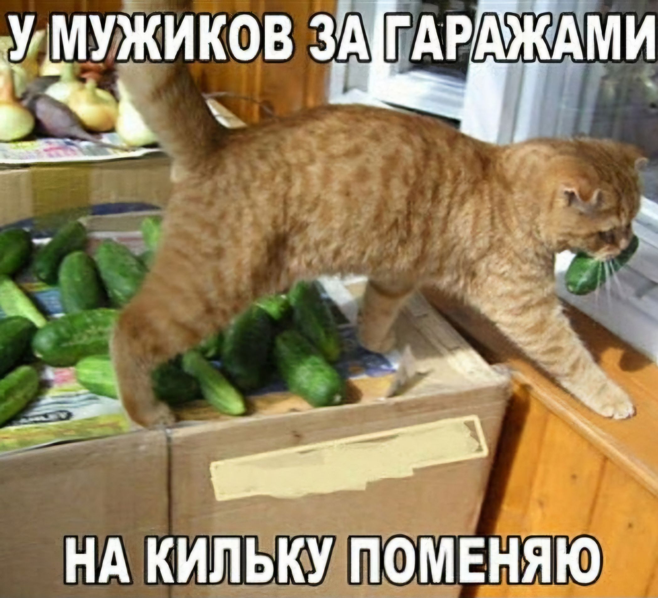 Ёёиков зц _