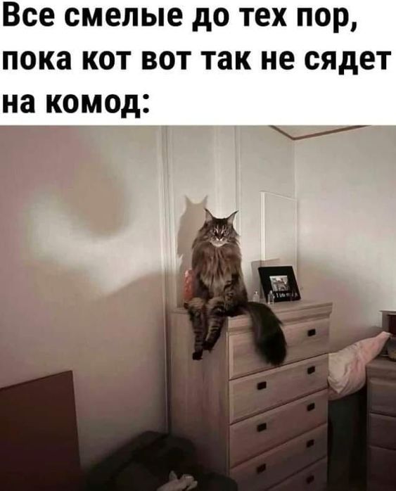 Все смелые до тех пор пока кот вот так не сядет на КОМОд