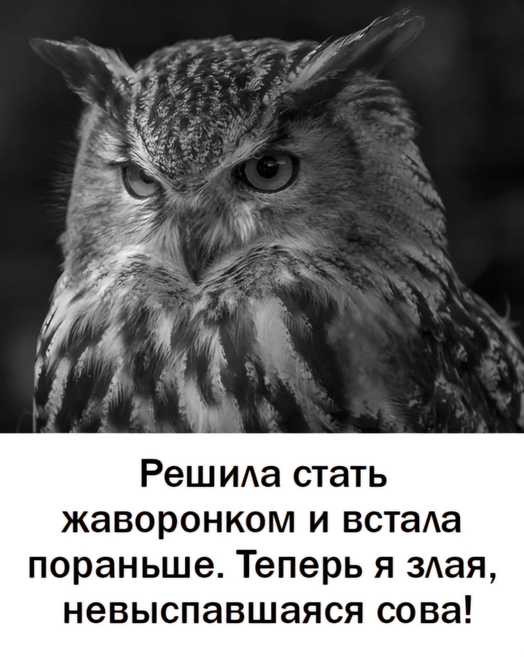 Реш ида стать жаворонком и встада пораньше Теперь я здая невыспавшаяся сова