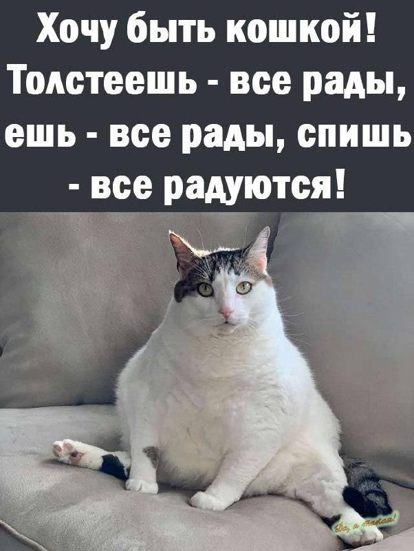 Хочу быть кошкой Тодстсешь все рады ешь все рады спишь все радуются