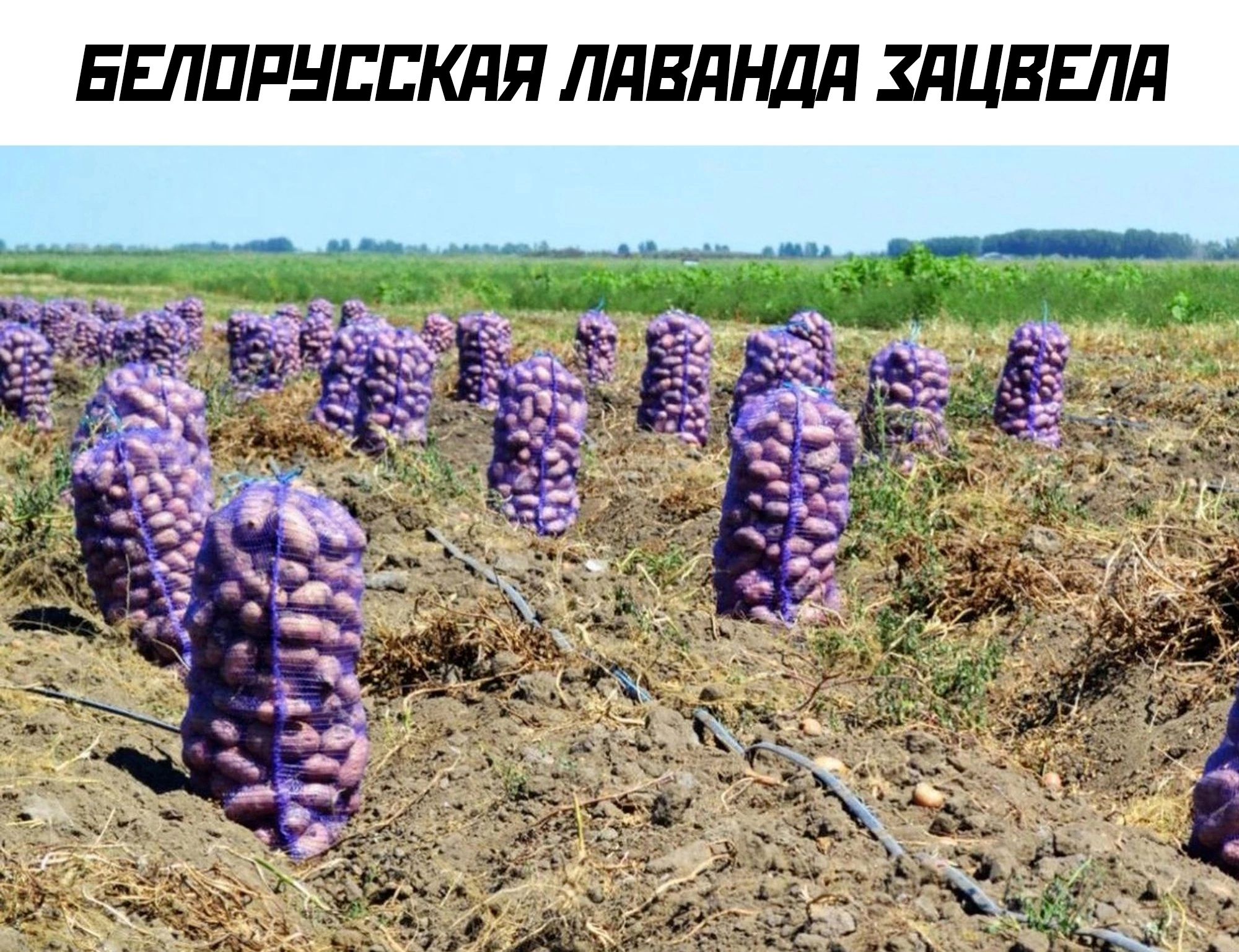 БЕЛОРУССКАЯ ЛЯВАНДА ХАЦВЕЛЯ