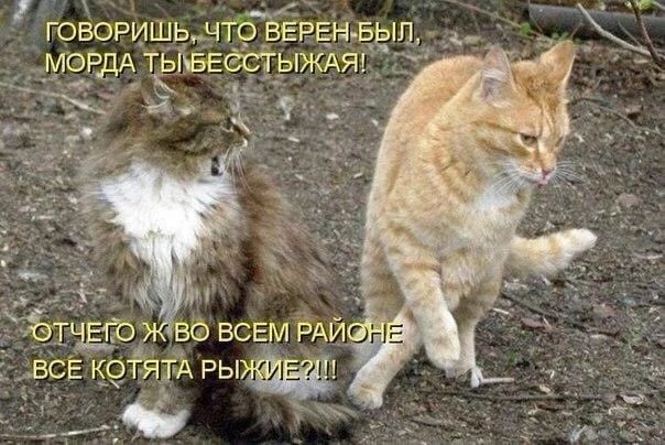 Г ГОВОРИШЬ_ЧТО ВЕРЕНЕЁШ МОРДА тёівегсгыждя 3 К