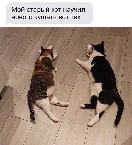 Мой старый кот научил нового кушать вот так