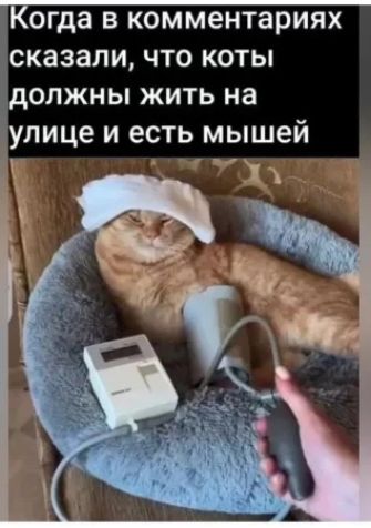 Когда в комментариях сказали что коты должны жить на улице и есть мышей Ча _