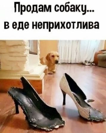 Продам собакц веде неприхотлива В М а 4