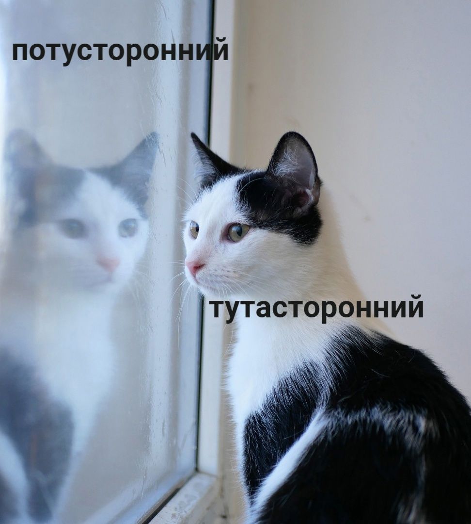 потусторонний тутасторонний