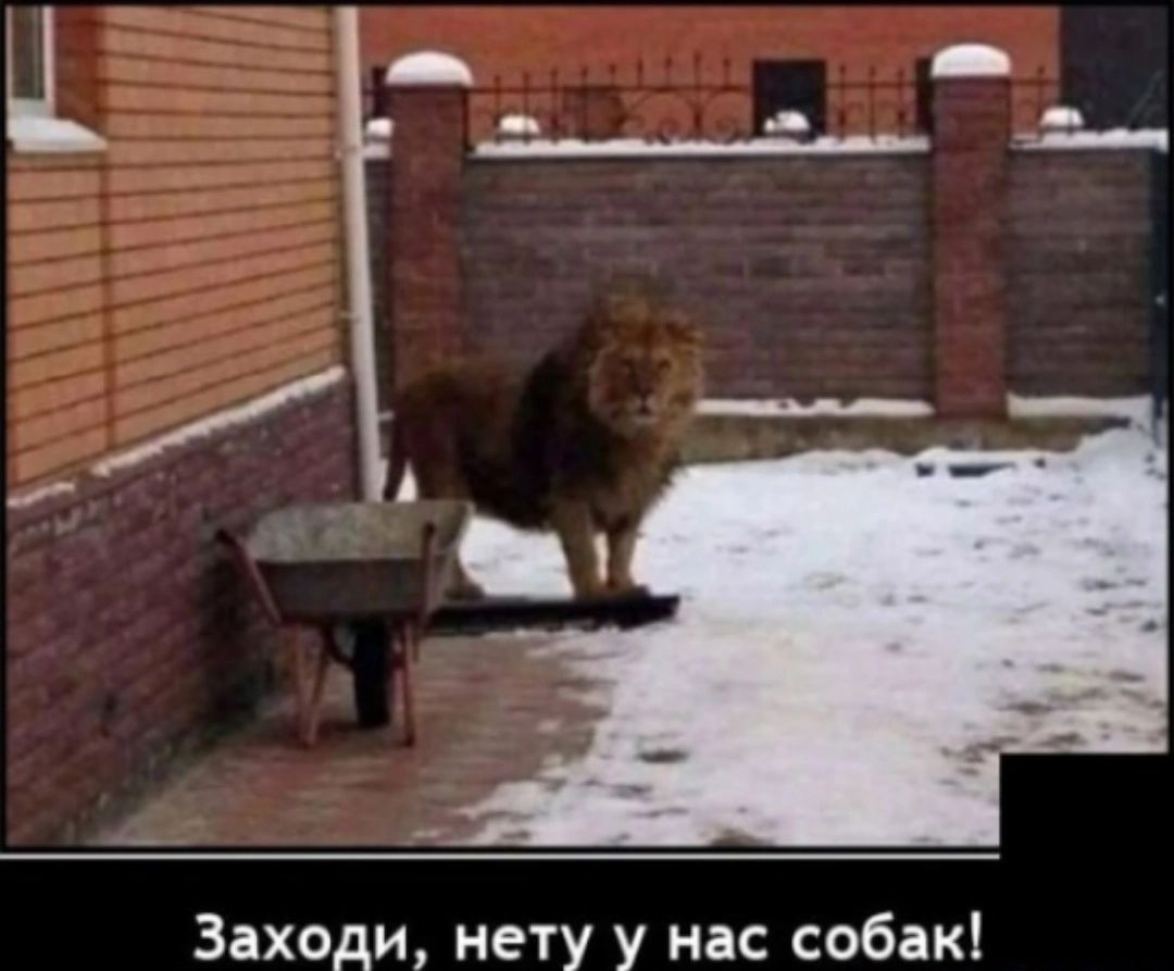 Заходи нету у нас собак