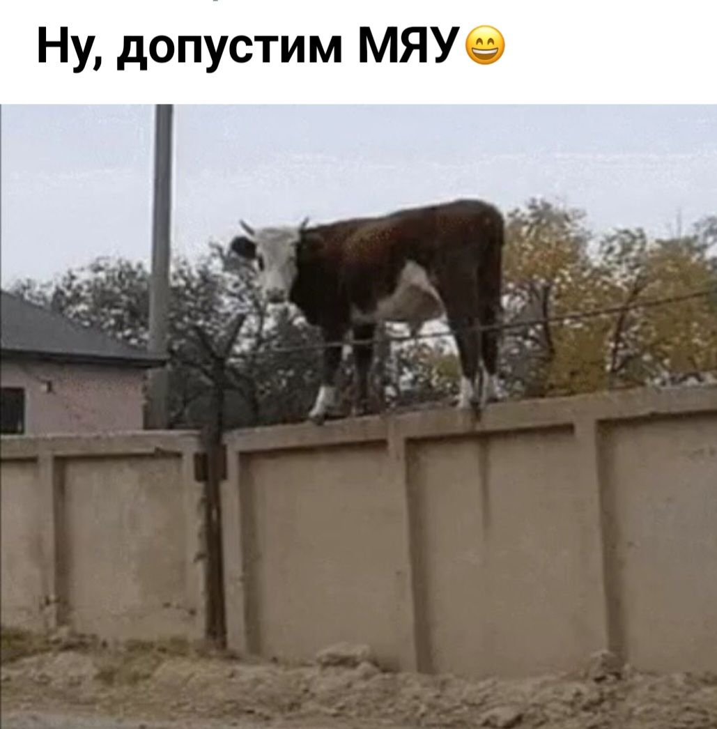 Ну допустим МЯУ