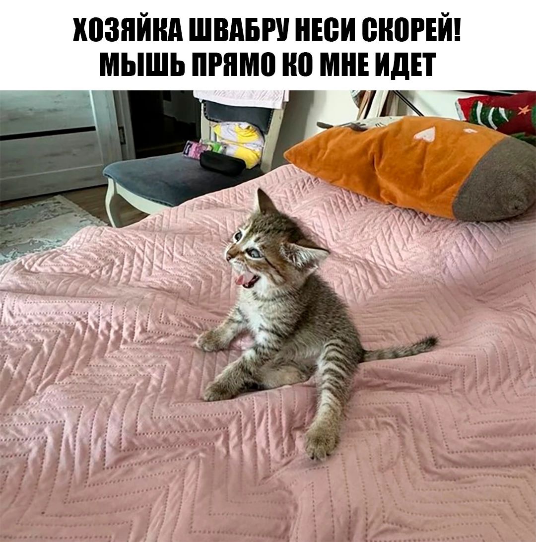 ХОЗЯЙКА ШВАБРУ НЕСИ СКОРЕЙ МЫШЬ ПРЯМО КО МНЕ ИДЕТ 7 Ё