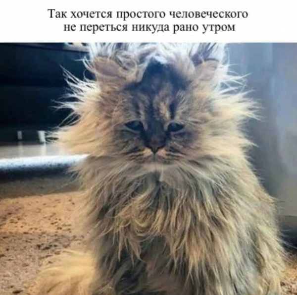 Так хочется простого человеческого не переться ни рано утром