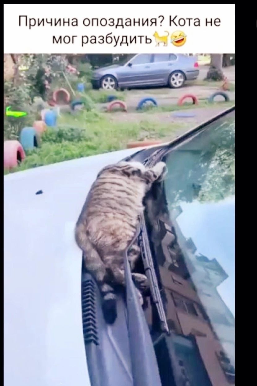 Причина опоздания Кота не