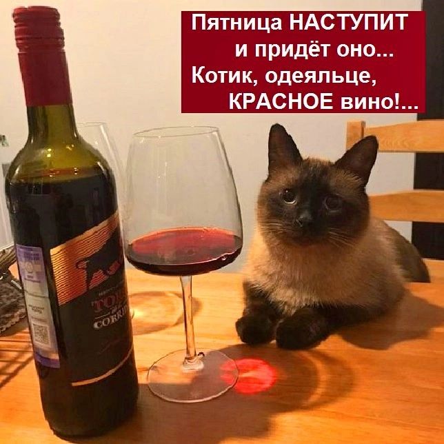 Пятница НАСТУПИТ и придёт оно Котик одеяльце КРАСНОЕ вино