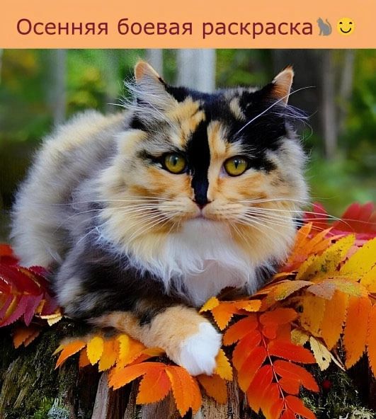 Осенняя боевая раскраска 5