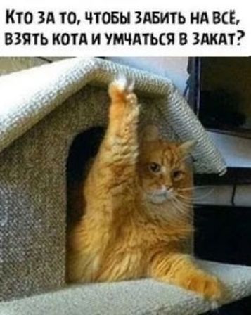 Кто ЗА то ЧТОБЫ ЗАБИТЬ НА ВСЁ ВЗЯТЬ КОТА И УМЧАТЬСЯ В ЗАКАТ