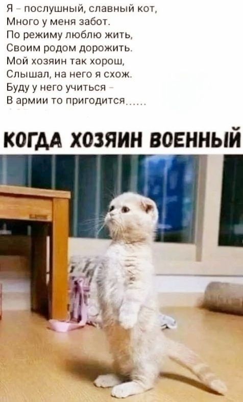 Я послушный славный кот Много у меня забот По режиму люблю жить Своим родом дорожить Мой хозяин так хорош Слышал на него я схож Буду у него учиться В армии то пригодится КОГДА ХОЗЯИН ВОЕННЫЙ