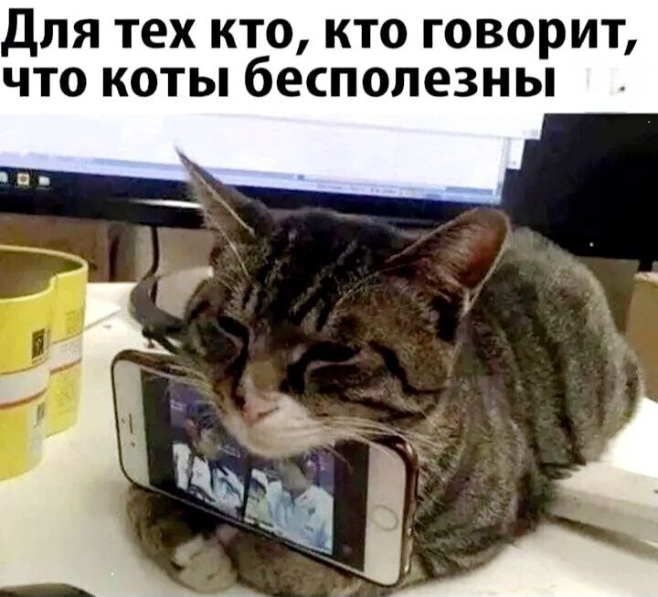 Для тех кто кто говорит что коты бесполезны