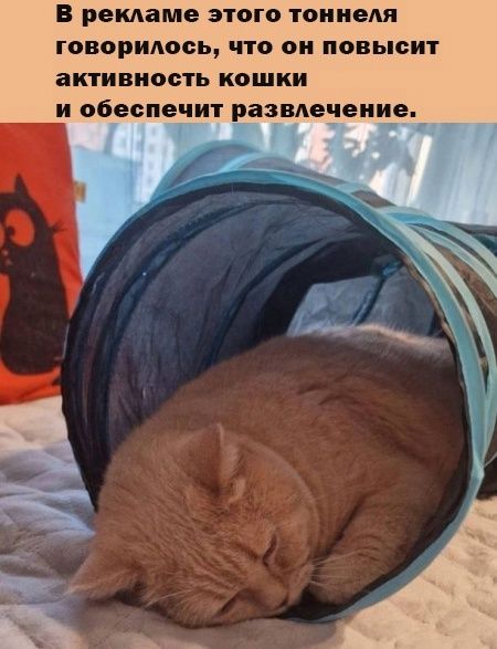 В рекламе этого тоннеля говорилось что он повысит активность кошки и обеспечит развлечение