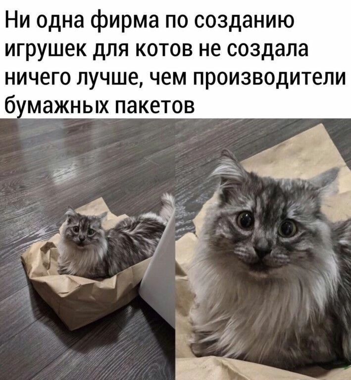 Ни одна фирма по созданию игрушек для котов не создала ничего лучше чем производители бумажных пакетов